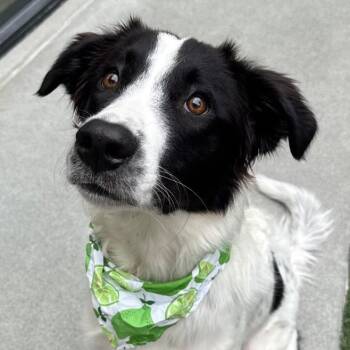 Collin -  Border Collie Dog for Adoption in The Woodlands, Texas - Collin | PetCurious