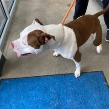 Marlo -  Pit Bull Terrier Dog for Adoption in York, Pennsylvania - Marlo | PetCurious