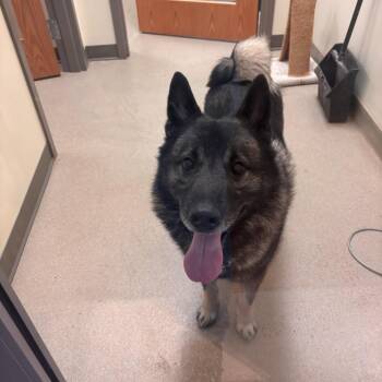Luca -  Norwegian Elkhound Dog for Adoption in Lynchburg, Virginia - Luca | PetCurious