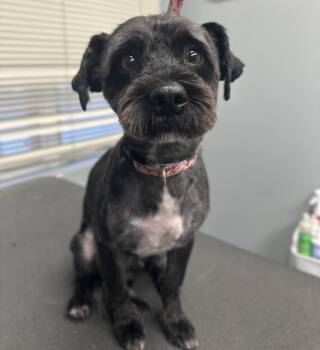 Havanese Dogs Available for Adoption - Louie | PetCurious