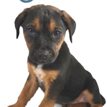 Mixed Breed Dogs Available for Adoption in Fredericksburg, Virginia - Owen Hunt | PetCurious