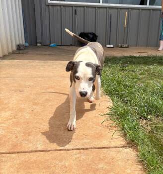 Elliot -  Mixed Breed Dog for Adoption in Bossier City, Louisiana - Elliot | PetCurious