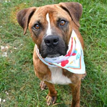 Max  A-141986  -  Boxer Dog for Adoption in Silsbee, Texas - Max  A-141986  | PetCurious