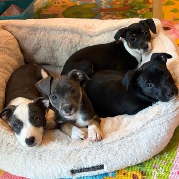 Chihuahua Dogs Available for Adoption in Chesapeake, Virginia - Lana | PetCurious