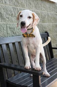 Poindexter -  English Pointer and Mixed Breed Dog for Adoption in Maryville, Tennessee - Poindexter | PetCurious