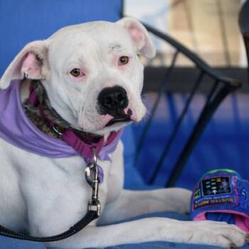 PATRICIA -  Mixed Breed Dog for Adoption in Fernandina Beach, Florida - PATRICIA | PetCurious