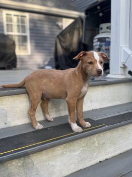 Thomas -  Pit Bull Terrier and Mixed Breed Dog for Adoption in Oceanport, New Jersey - Thomas | PetCurious