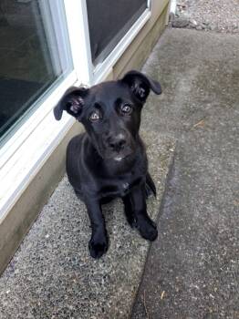 Penny -  Labrador Retriever Dog for Adoption in Seattle, Washington - Penny | PetCurious