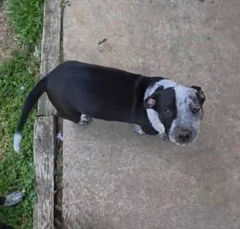 Pit Bull Terrier Dogs Available for Adoption in Little Rock, Arkansas - Tank | PetCurious
