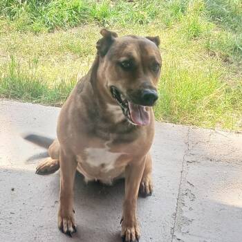 Dutch Shepherd and Belgian Shepherd Malinois Dogs Available for Adoption in Torrance, California - Tora | PetCurious