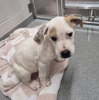 Labrador Retriever Dogs Available for Adoption in Chattanooga, Tennessee - Loretta “Lickin’ Lynn” Snout | PetCurious