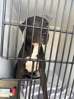 Rescue Labrador Retriever and Mixed Breed Dogs for Adoption in Brunswick, Georgia - JACK | PetCurious