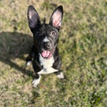 Rescue Mixed Breed Dogs for Adoption in Jeffersonville, Indiana - Cricket | PetCurious