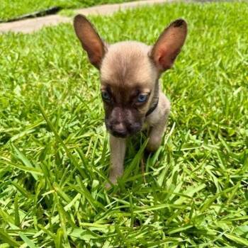 Da Vinci -  Shepherd and Mixed Breed Dog for Adoption in Houston, Texas - Da Vinci | PetCurious