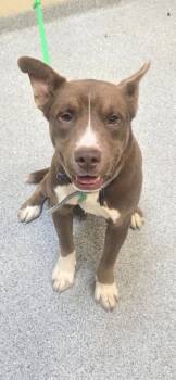 Rescue Mixed Breed Dogs for Adoption in Reidsville, North Carolina - Cash | PetCurious