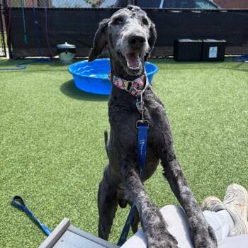 Huffy -  Mixed Breed Dog Available for Adoption in Pittsburgh, Pennsylvania - Huffy | PetCurious