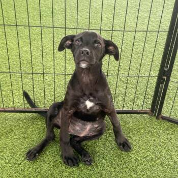 Lima Beans 2562 -  Mixed Breed Dog for Adoption in Loxahatchee Groves, Florida - Lima Beans 2562 | PetCurious