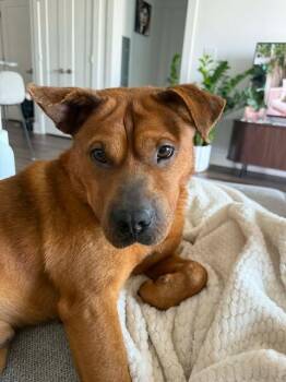 Shepherd and Chow Chow Dogs Available for Adoption - King | PetCurious