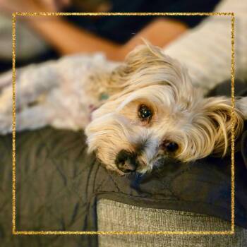 Buster Brown -  Morkie Dog for Adoption in St. Peters, Missouri - Buster Brown | PetCurious