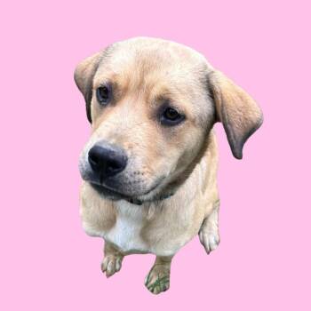 Alabama -  Mixed Breed Dog for Adoption in Blue Ridge, Georgia - Alabama | PetCurious