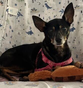 Total Love Bug -  Miniature Pinscher Dog for Adoption in Fort Myers Beach, Florida - Total Love Bug | PetCurious