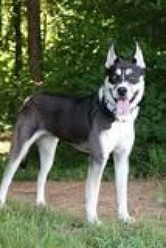 Hammy -  Mixed Breed Dog for Adoption in Columbia, Tennessee - Hammy | PetCurious