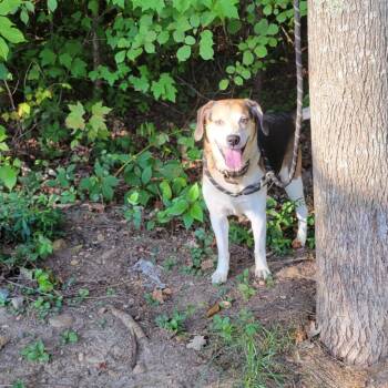 Binkie -  Beagle Dog for Adoption in Lyndhurst, Virginia - Binkie | PetCurious