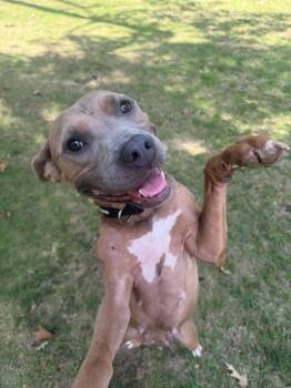 Dolly -  Pit Bull Terrier Dog for Adoption in Crystal Lake, Illinois - Dolly | PetCurious