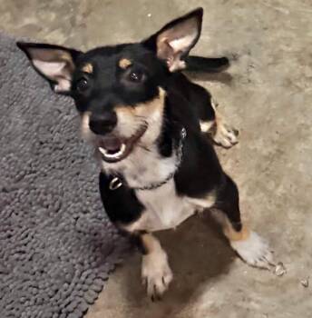Terrier and Dachshund Dogs Available for Adoption in Grand Bay, Alabama - Trixie | PetCurious