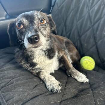 Luna -  Chiweenie Dog for Adoption in San Diego, California - Luna | PetCurious