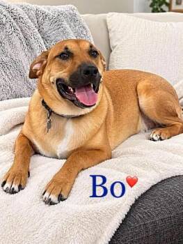 Bo -  Labrador Retriever and Black Mouth Cur Dog for Adoption in Lucas, Texas - Bo | PetCurious