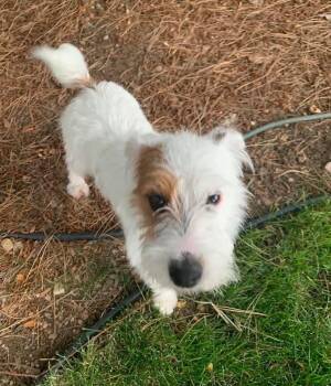Scooter -  Terrier Dog for Adoption in Littleton, Colorado - Scooter | PetCurious