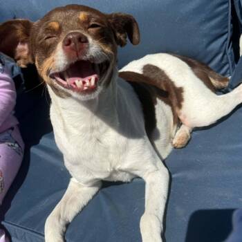 Zoey -  Rat Terrier and Chihuahua Dog for Adoption in Greenville, South Carolina - Zoey | PetCurious