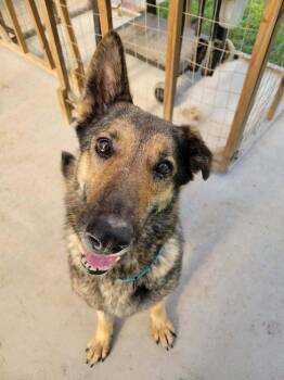 Truvy -  German Shepherd Dog Dog for Adoption in Brewster, New York - Truvy | PetCurious
