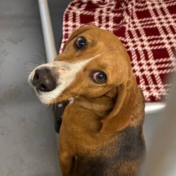 Hound Dogs Available for Adoption - Georgia | PetCurious