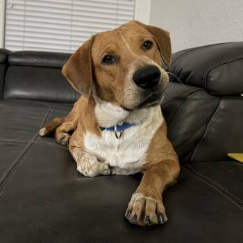 Cattle Dog Dogs Available for Adoption in Santa Monica, California - Sawyer  | PetCurious