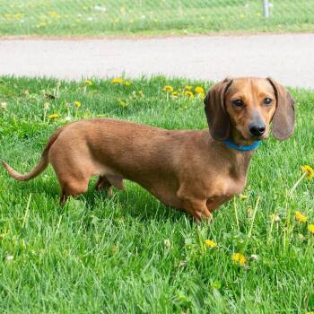 Dachshund Dogs Available for Adoption in Troy, Ohio - Frank | PetCurious
