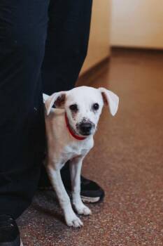 Terrier and Mixed Breed Dogs Available for Adoption in North Charleston, South Carolina - 91312A Dora | PetCurious