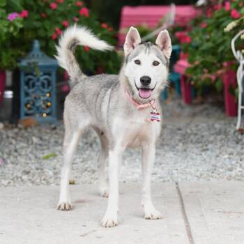 Princess -  Husky Dog for Adoption in Wake Forest, North Carolina - Princess | PetCurious