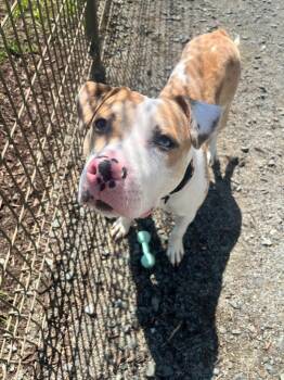 Pit Bull Terrier Dogs Available for Adoption in Manassas, Virginia - King Davis (ID 51449/1579) | PetCurious