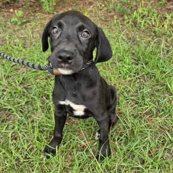 Cash -  Labrador Retriever and Treeing Walker Coonhound Dog for Adoption in Foley, Alabama - Cash | PetCurious