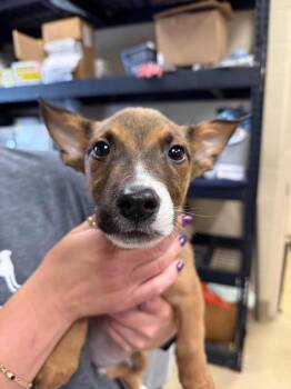 James -  Australian Cattle Dog Blue Heeler Dog for Adoption in Rockwall, Texas - James | PetCurious