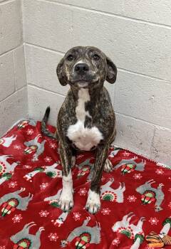 Rescue Mixed Breed Dogs for Adoption in Collierville, Tennessee - Giblet | PetCurious