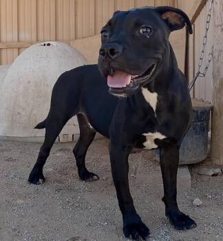 Jack -  Boxer and American Staffordshire Terrier Dog for Adoption in San Tan Valley, Arizona - Jack | PetCurious