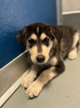 A255486 -  Siberian Husky and Mixed Breed Dog for Adoption in Visalia, California - A255486 | PetCurious