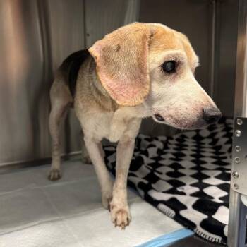 SCOOTER -  Beagle Dog for Adoption in Greensboro, North Carolina - SCOOTER | PetCurious