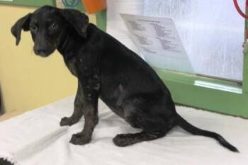 Buffy -  Labrador Retriever and Mixed Breed Dog for Adoption in Picayune, Mississippi - Buffy | PetCurious