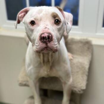 Pit Bull Terrier Dogs Available for Adoption - Hamilton ~ Coming Soon!!! | PetCurious