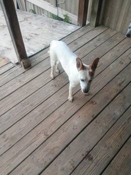 Rabbit -  Rat Terrier Dog for Adoption in Pine Bluff, Arkansas - Rabbit | PetCurious