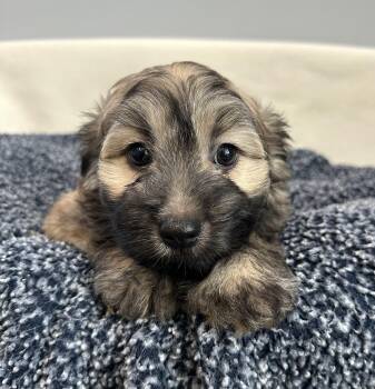 Payton -  Terrier Dog for Adoption in Lawrenceville, Georgia - Payton | PetCurious